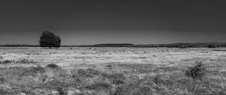 Hoge Veluwe