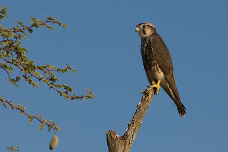 Lanner falcon