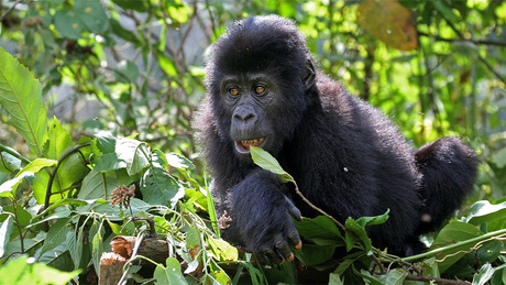 Jonge berg gorilla