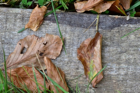 Herfst 2017