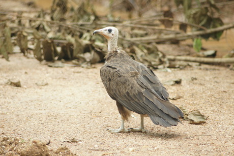 Vale Gier in Ghana