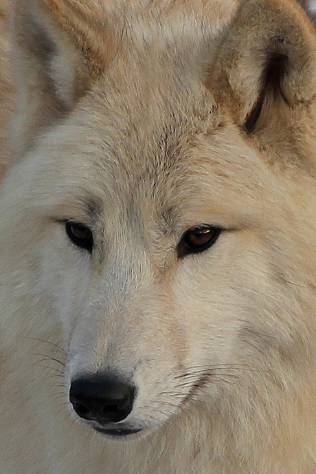 witte wolf.jpg