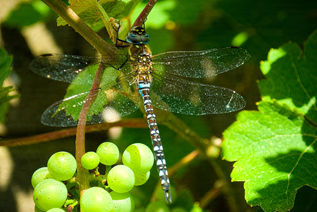 libelle3_zoom.jpg