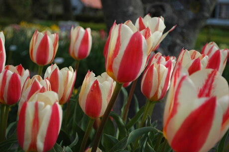 tulp