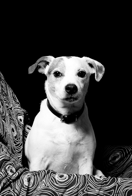 parson russel terrier