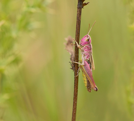 pink grashopper