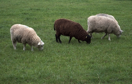 Nog een foto met schapen