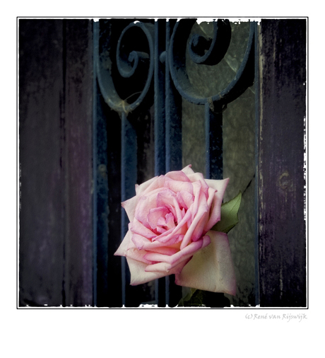 Doel 32 --another rose is a rose is a ...__