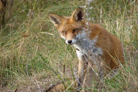 vosje in de duinen