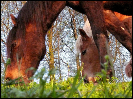 paarden