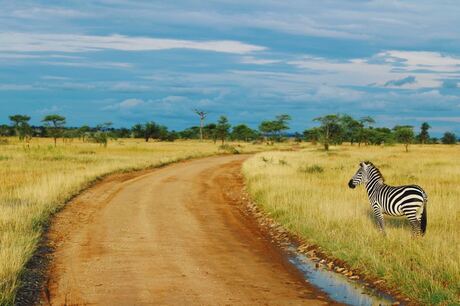 Zebra wacht geduldig bij oversteken