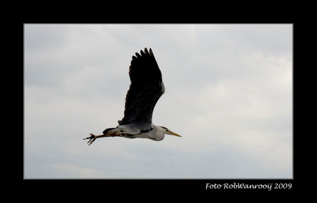 Reiger in vlucht.