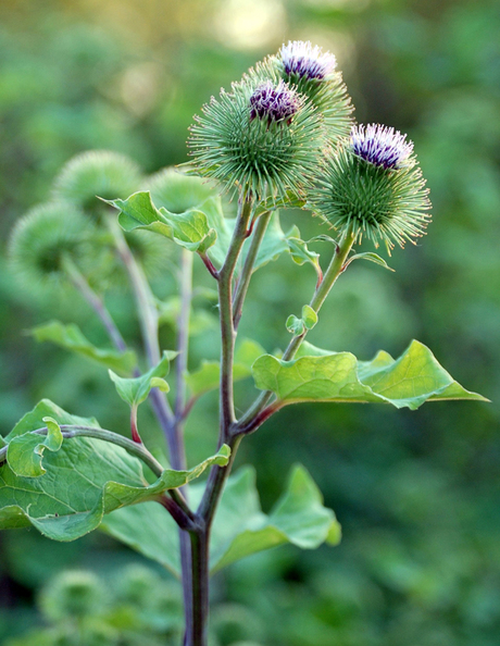 Distel