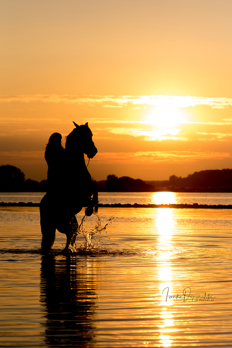 Steigerend paard en ruiter in de ondergaande zon