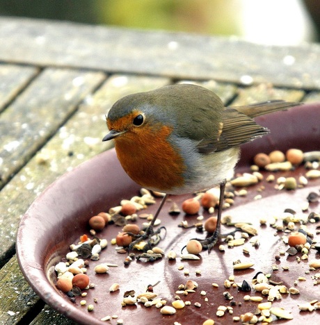 Ja, ik heb eten !