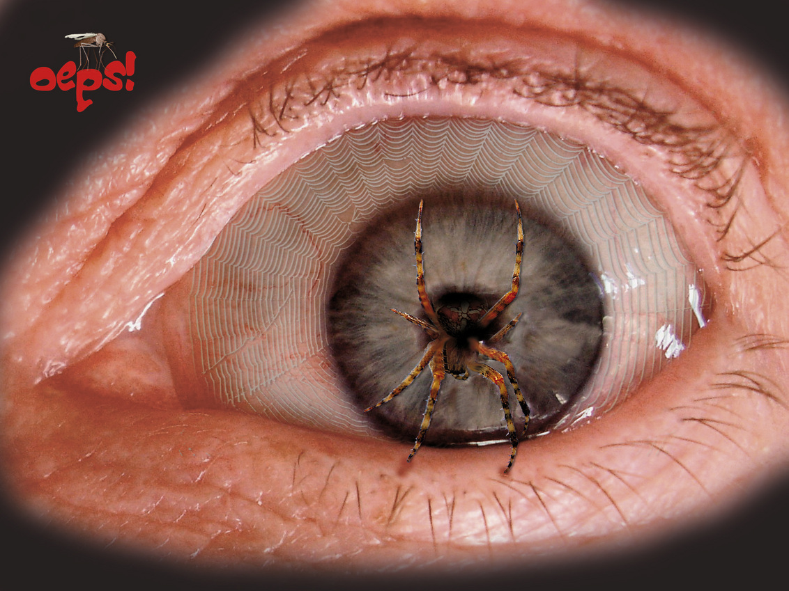 formeel Alabama Ellende spinnetje uit oog - foto van ottolini - Bewerkt - Zoom.nl