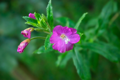 roze bloem