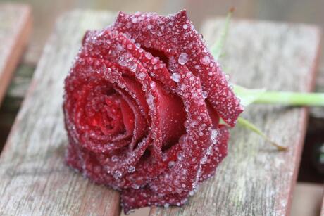 Frozen rose