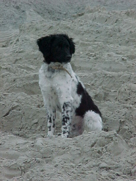 binky in de duinen