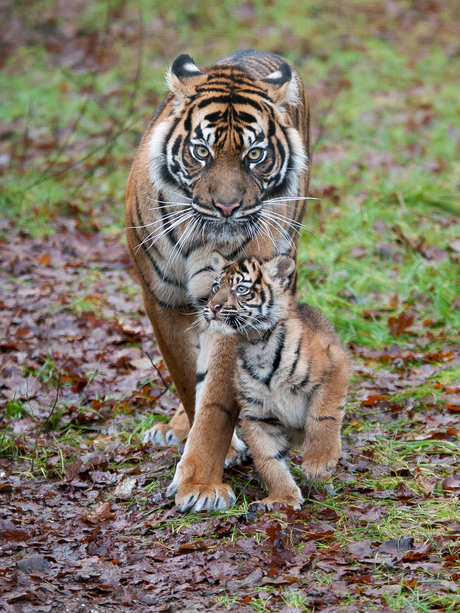 Moeder met welp, bij Burgers' Zoo