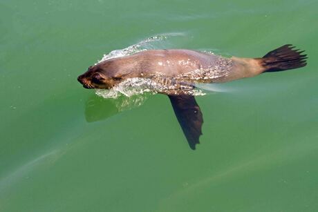 Namibië, Walvis Bay, zeehond komt boven