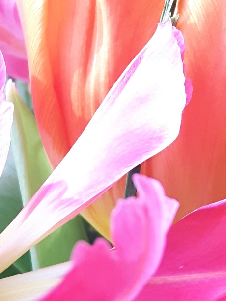 Tulip