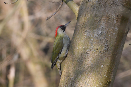 Groene Specht