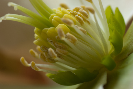 Helleborus