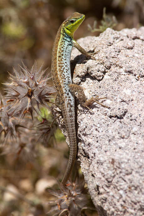 Slangooghagedis - Ophisops elegans