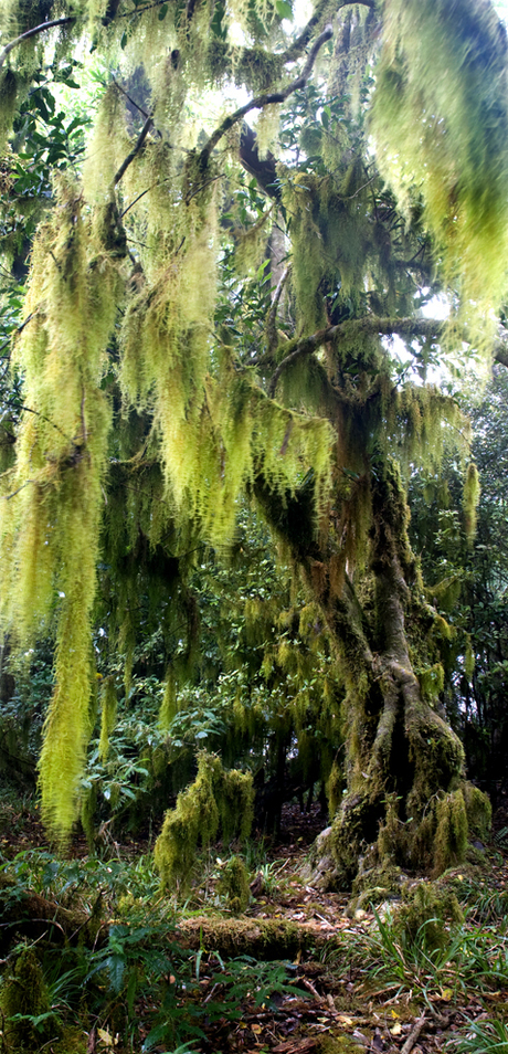 Kei te pupuhi te hau (the wind is blowing) ©Amerens Hedwich 2008 Nieuw Zeeland