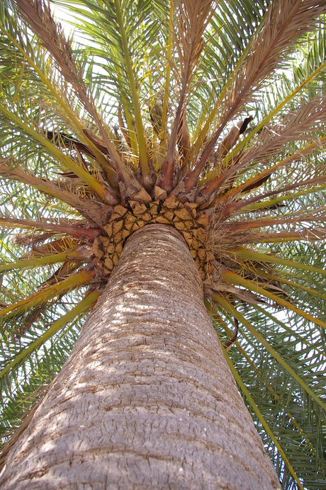 Palm