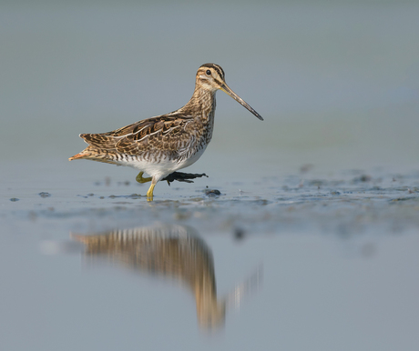 Watersnip