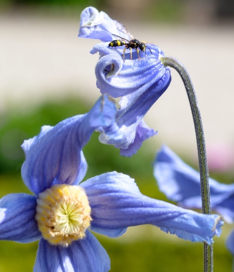 Insect op blauw bloem