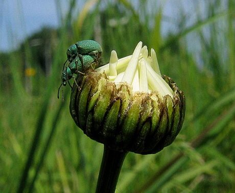 Samen