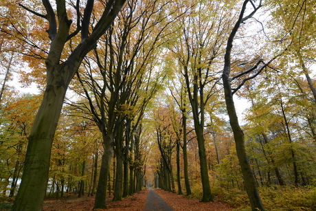 Herfst kleuren