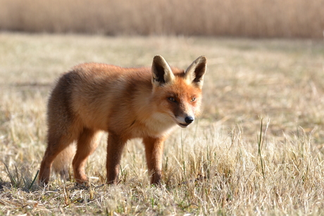 foxy lady