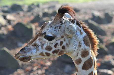 jonge giraf