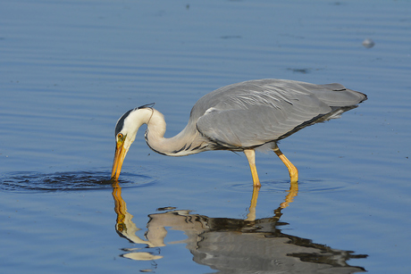 Vissende Reiger