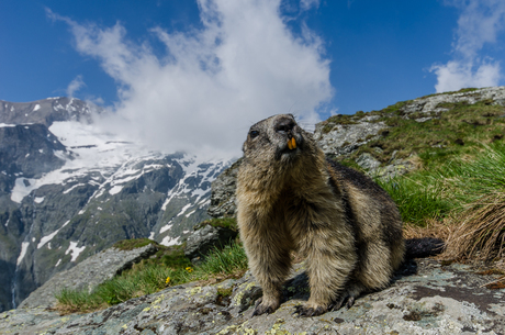 Alpenmarmot