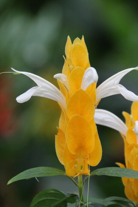 Fleurige Flora