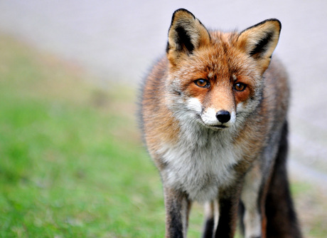 Vos in de Amsterdamse waterleidingduinen