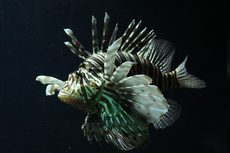 Griezelige vis in Emmen