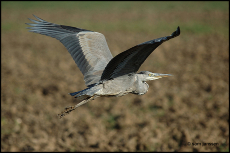 Blauwe reiger