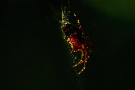 Spinnetje in het laatste licht