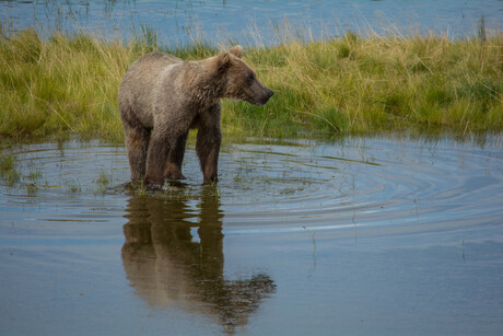 Beer in Katmai