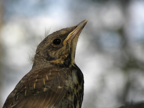 kramsvogel jonkie