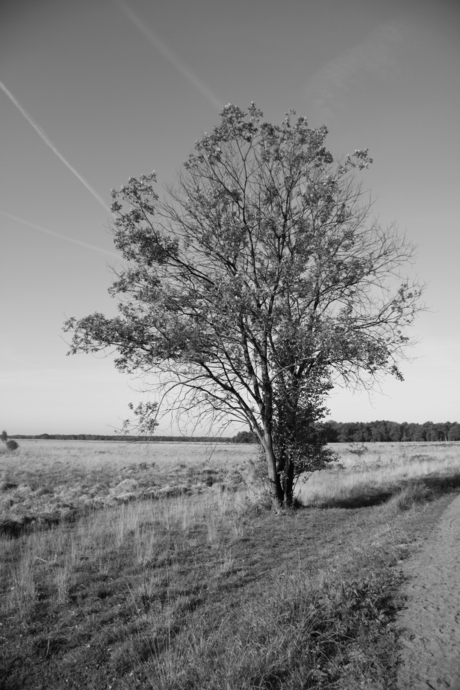 Lonesome tree