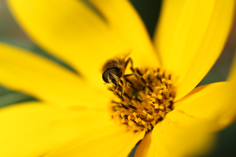 Bloemetje en bijtje (2)