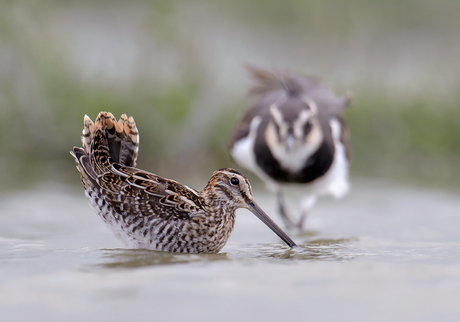 Schrik reactie Watersnip