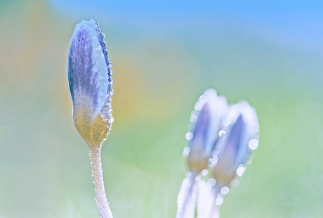 De Lente is begonnen